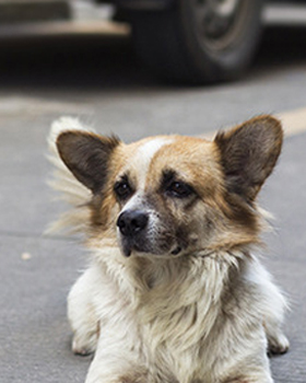 Laisse pour chien rechargeable par USB avec lampe torche LED (4 couleurs disponibles) 19