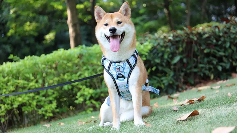 Anpassad kraftig hundsele hållbar stark oxfordsele för husdjur 1