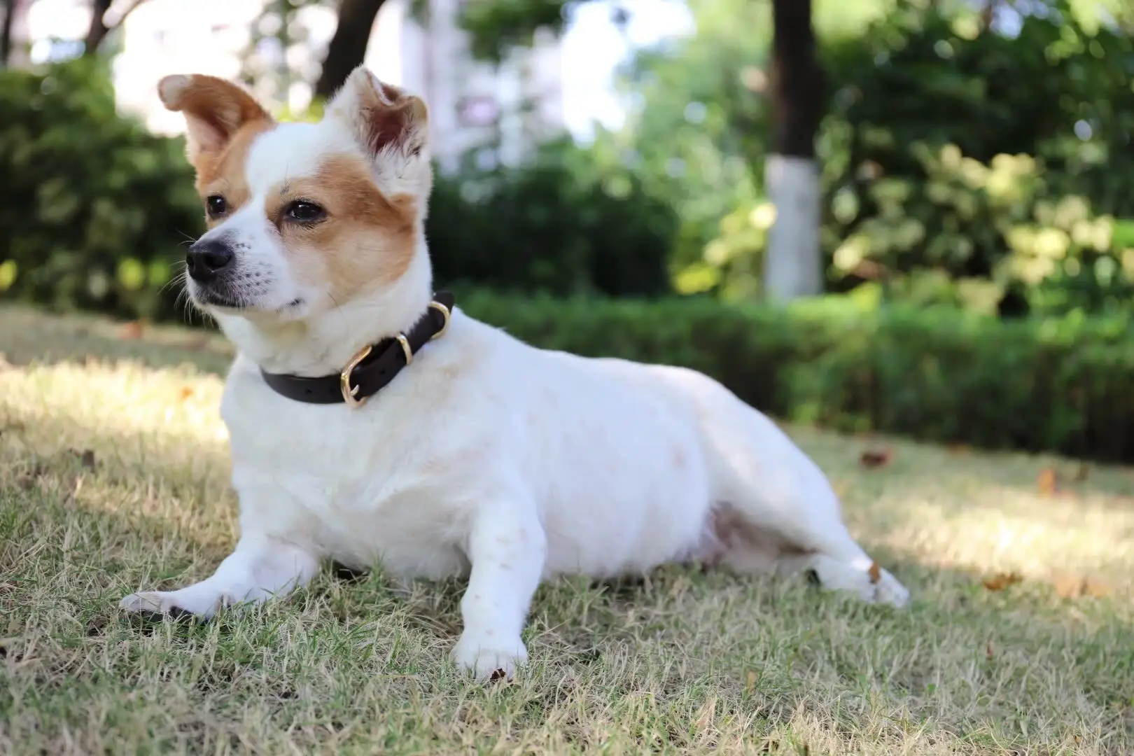 Luxury Round Leather Dog Collar 2