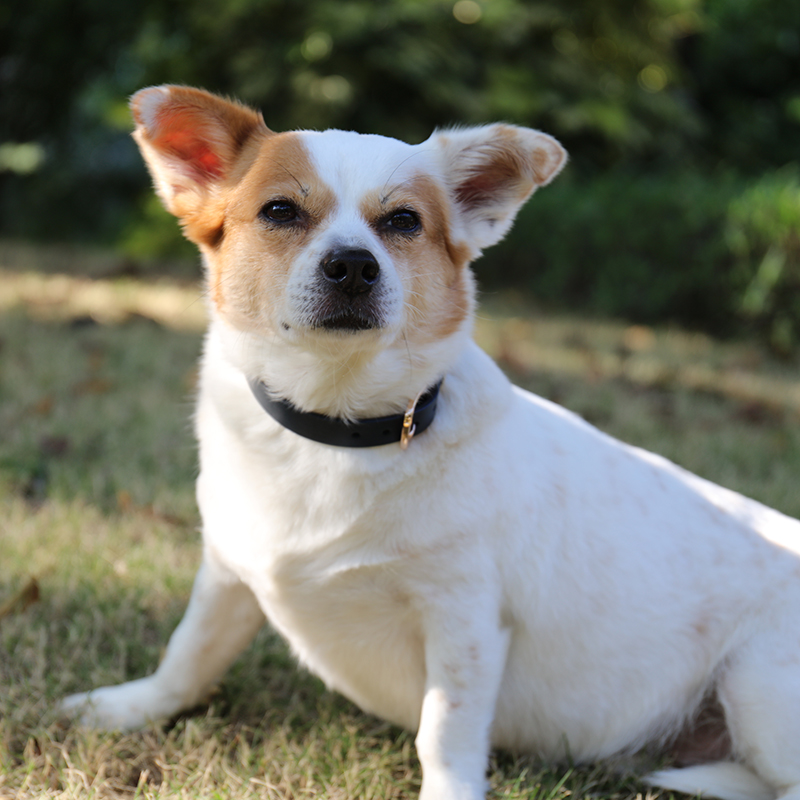 OKEYPETS - Collier pour chien de luxe en cuir italien souple multicolore, fait main et ajustable. 8