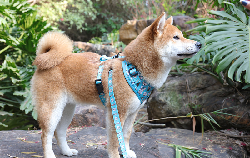 Harnais pour chien réversible en néoprène anti-traction, sur mesure, OKEYPETS - Design personnalisé 7