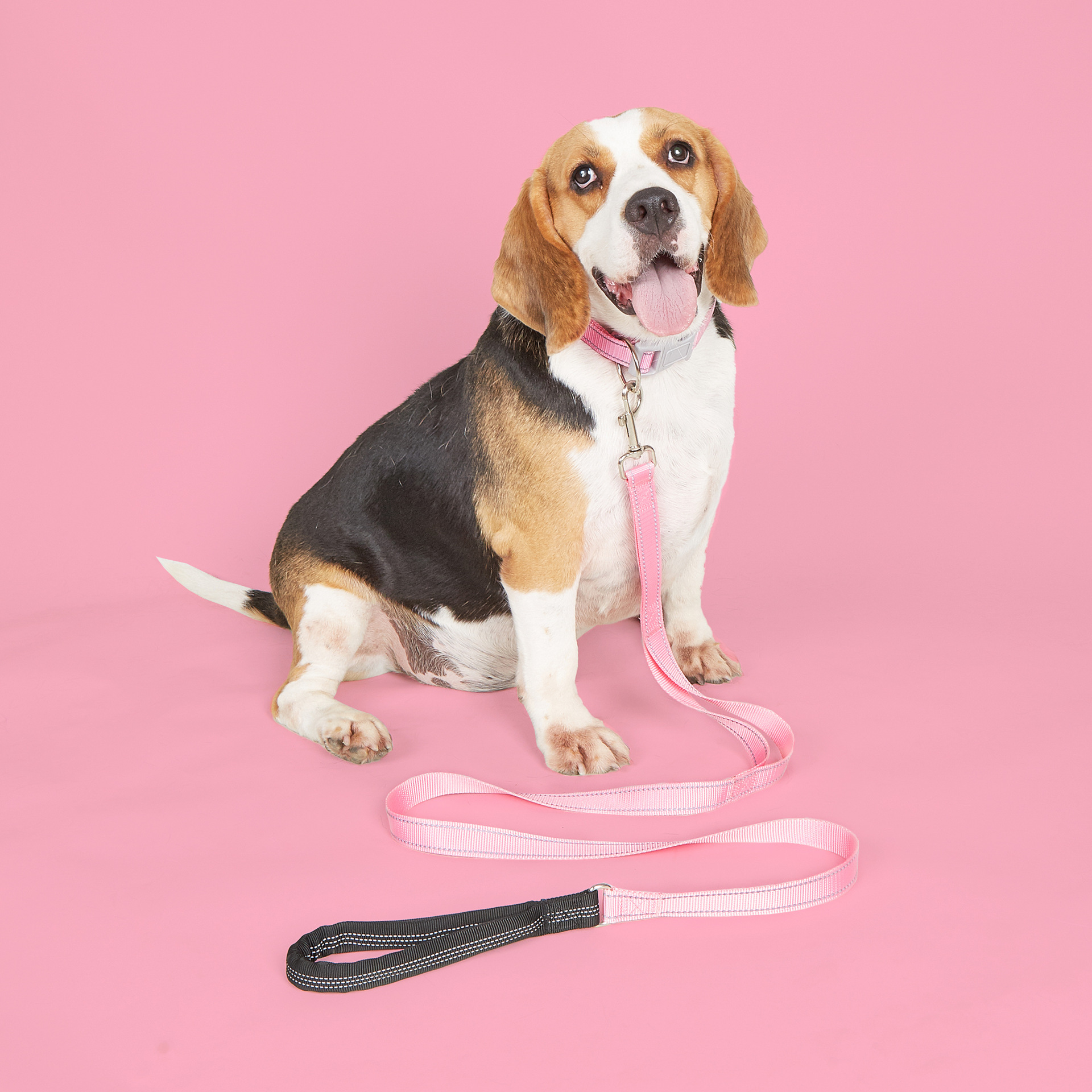 Collier pour chien en nylon réfléchissant et coloré noir, accessoires pour petits et moyens chiens. 10