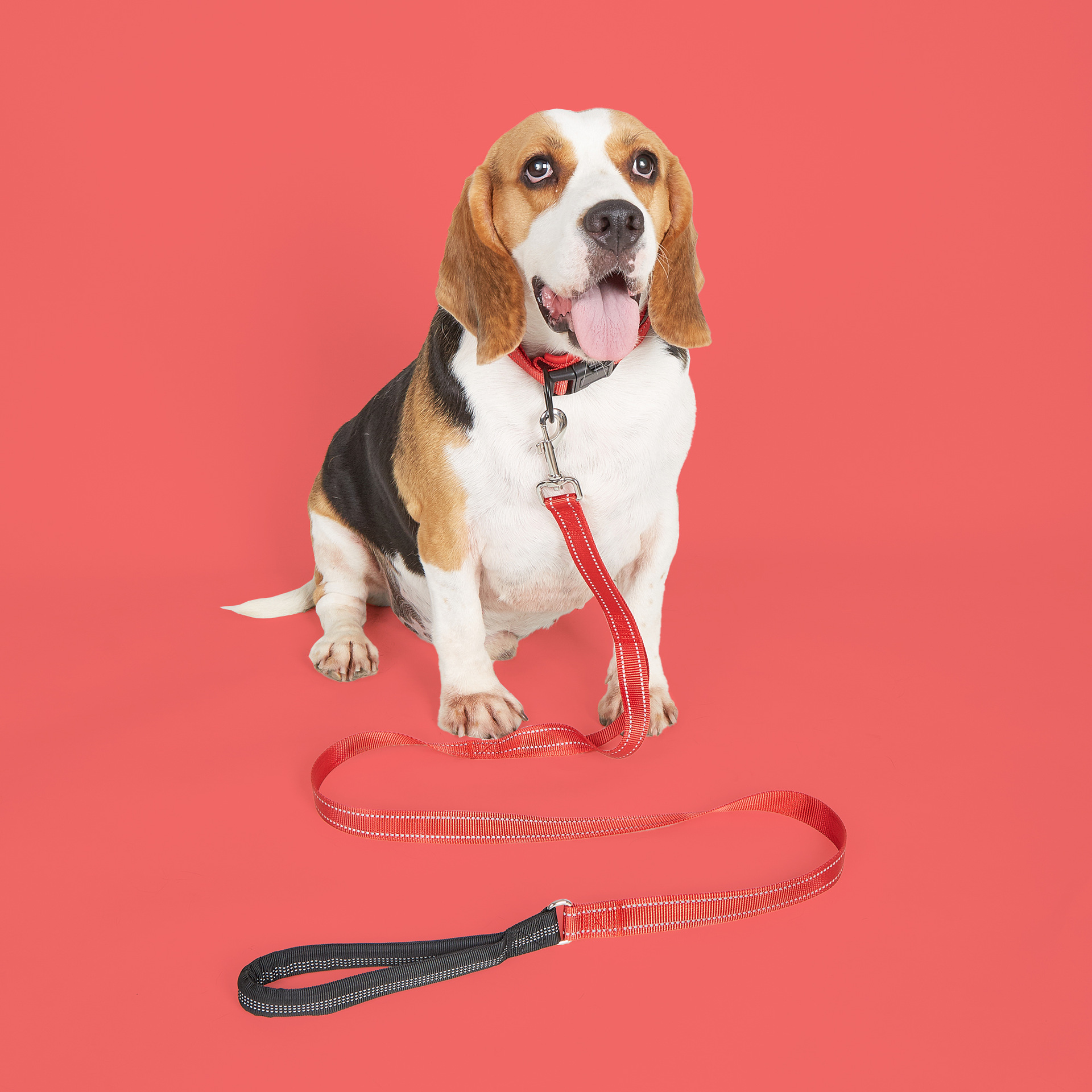 Collier pour chien en nylon réfléchissant et coloré noir, accessoires pour petits et moyens chiens. 11