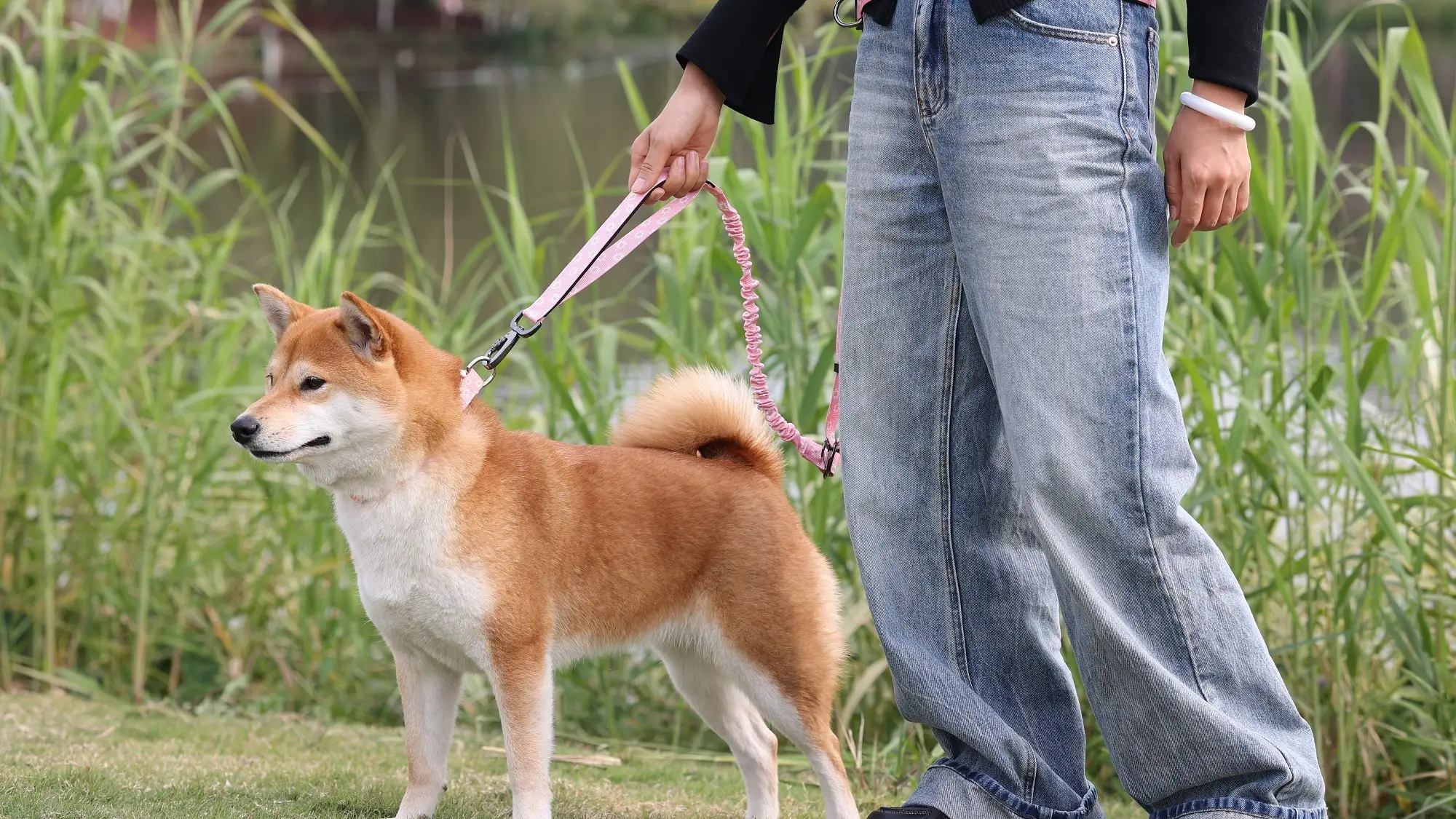 Guia tática reforçada OKEYPETS com elástico e absorção de impacto, ideal para cães de porte médio e grande. Oferece segurança 24 horas por dia, 7 dias por semana, e é perfeita para uso em veículos. 1