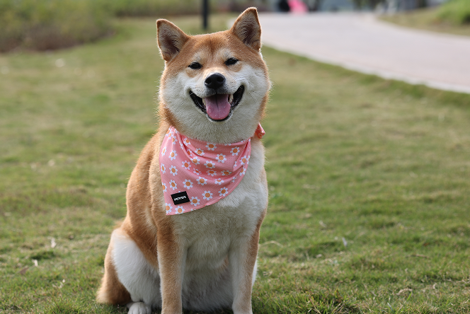 Guia tática reforçada OKEYPETS com elástico e absorção de impacto, ideal para cães de porte médio e grande. Oferece segurança 24 horas por dia, 7 dias por semana, e é perfeita para uso em veículos. 20