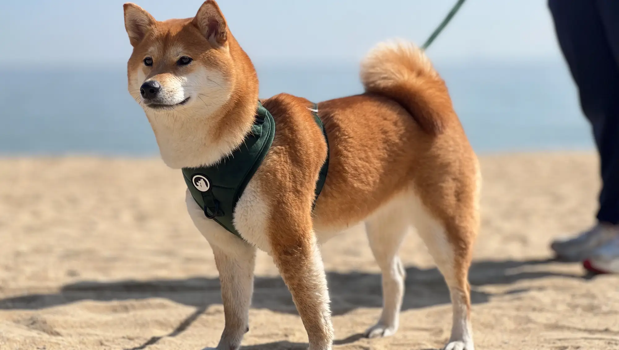 Fløjls hundeselesæt farverigt blankt komplet sæt komfortabelt kæledyrsselehalsbånd 1