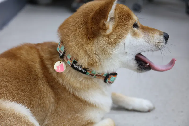 بطاقات تعريف فاخرة محفورة للكلاب - سلاسل أطواق للحيوانات الأليفة 7