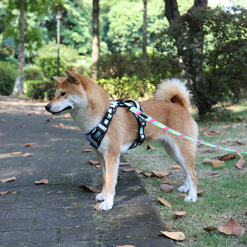 Harnais réfléchissants légers pour chiens : la meilleure façon de rendre votre chien visible 8