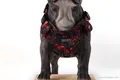Custom lightweight dog harness factory Manufacturer | OKEYPETS 7