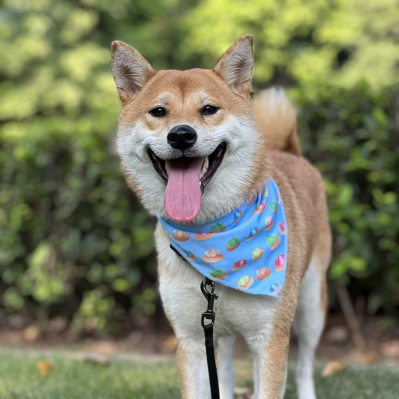 OKEYPETS - Écharpe rafraîchissante colorée et élégante OKEYPETS personnalisée avec motif et logo, bandana fleuri pour chien. Tous les produits 8