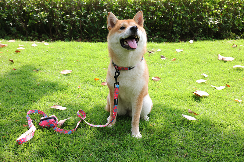 OKEYPETS Miljøvenlig Bærbar Hundeafføringspose Dispenser Holder Hundeafføringsbeholder Hundeafføringspose Holder 8