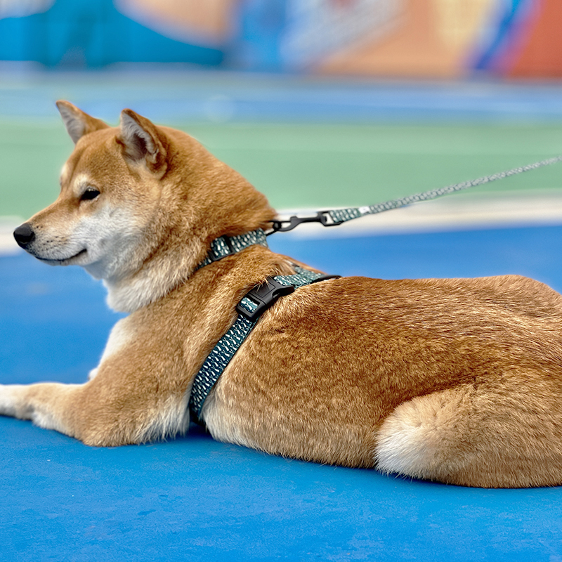 Harnais pour chiots à motifs imprimés en gros, harnais pour chien à sangle à dégagement rapide 7