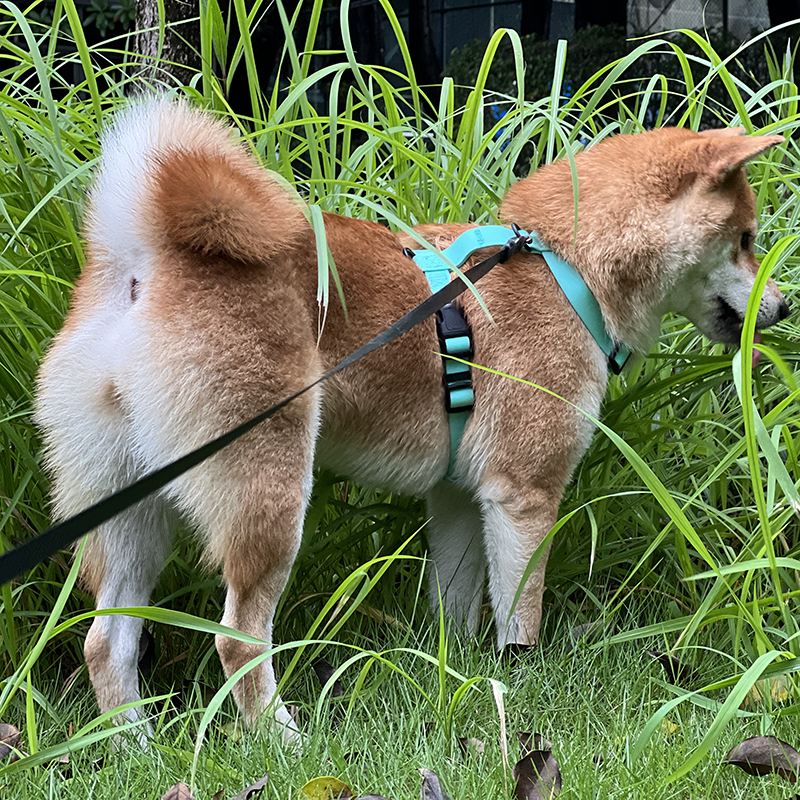 Harnais pour chien à sangle vert menthe, harnais de sport réglable en PVC imperméable pour animaux de compagnie 5