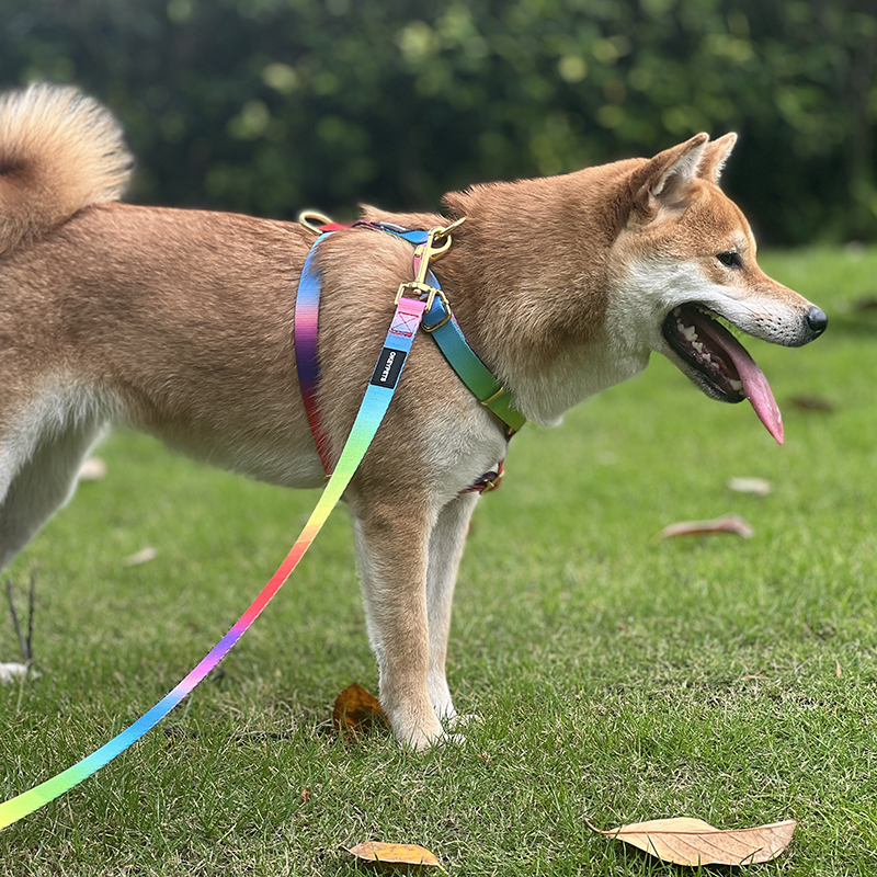 Harnais coloré pour chiot OKEYPETS, harnais de poitrine en maille douce et respirante pour chien 5