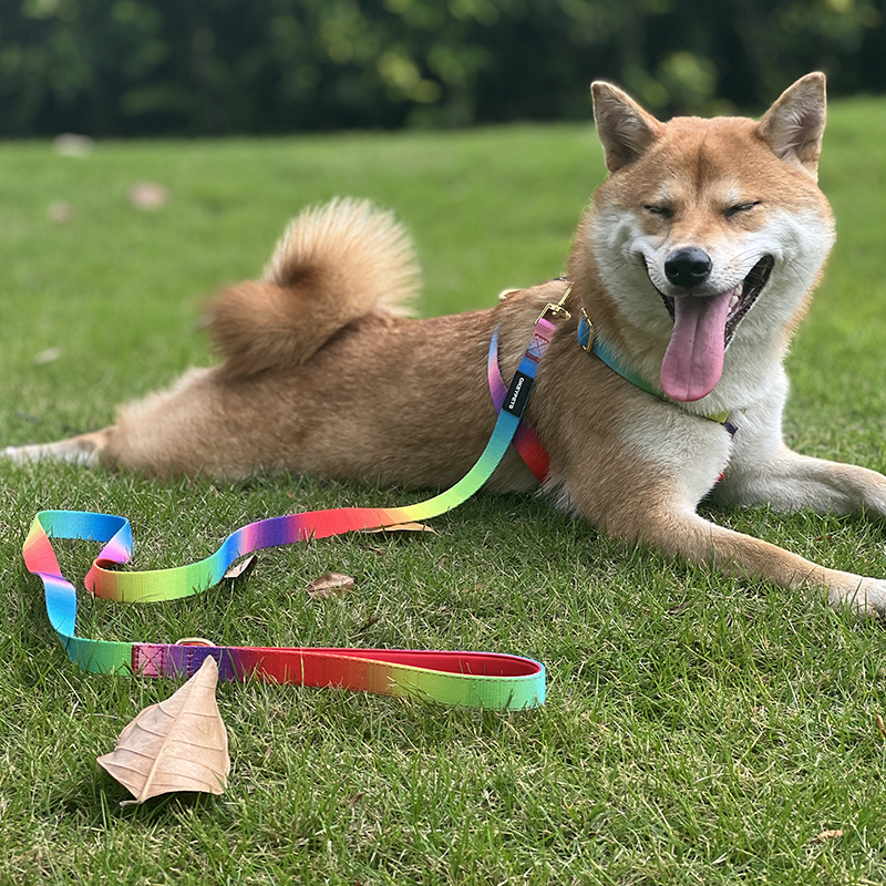 Harnais pour chien OKEYPETS résistant en polyester avec boucle métallique. 5