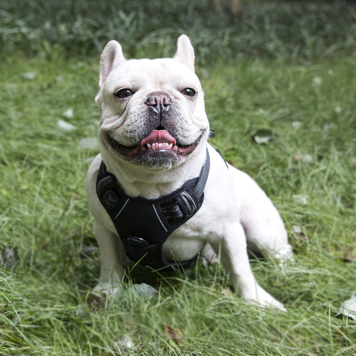 Harnais de dressage réfléchissant pour chien, gilet personnalisé pour chien d'assistance imprimé pour chiot 14