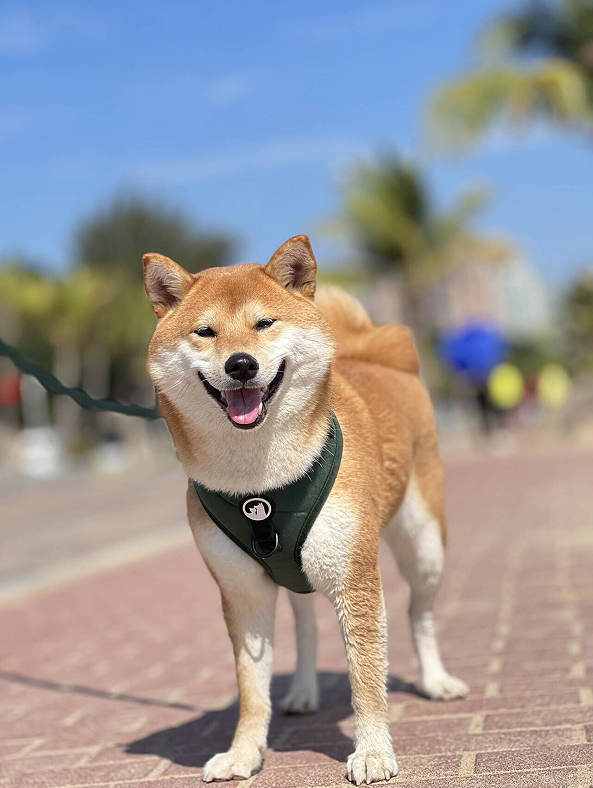 OKEYPETS Harnais chauds en velours pour chiots - Fabricant de harnais en velours pour animaux de compagnie 18