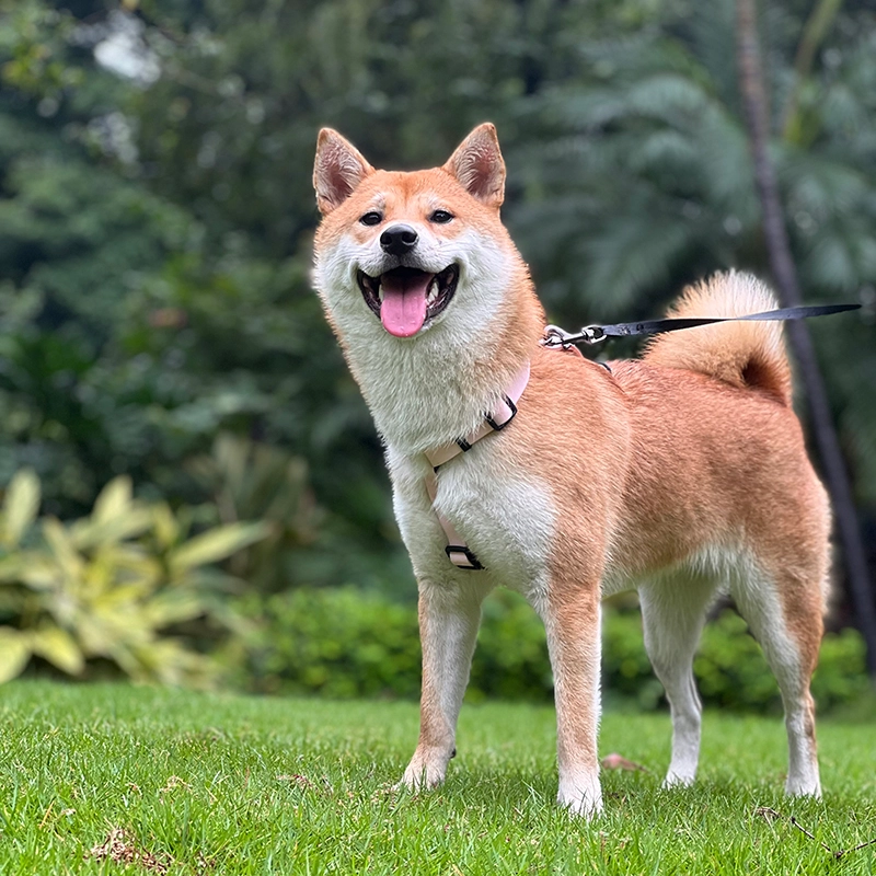 OKEYPETS rozā krāsas PVC ūdensnecaurlaidīgs suņu iejūgs, mazgājams, regulējams, āra mājdzīvnieku iejūgs suņiem 7