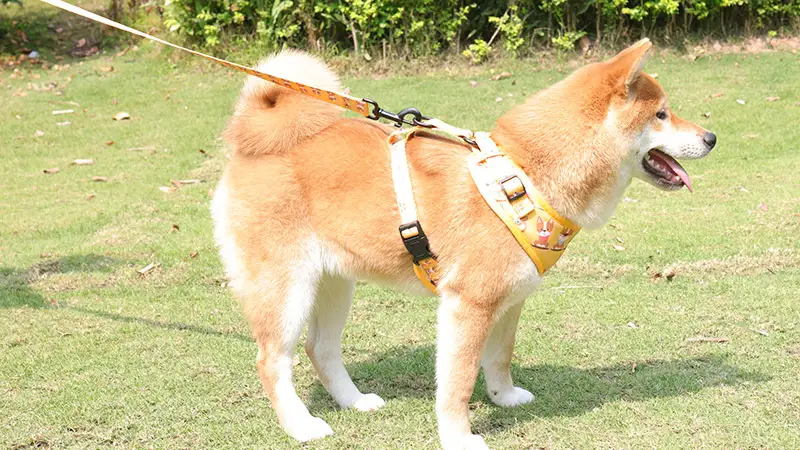 Harnais et laisse personnalisés Okeypets pour chiot, en maille aérée souple. 1