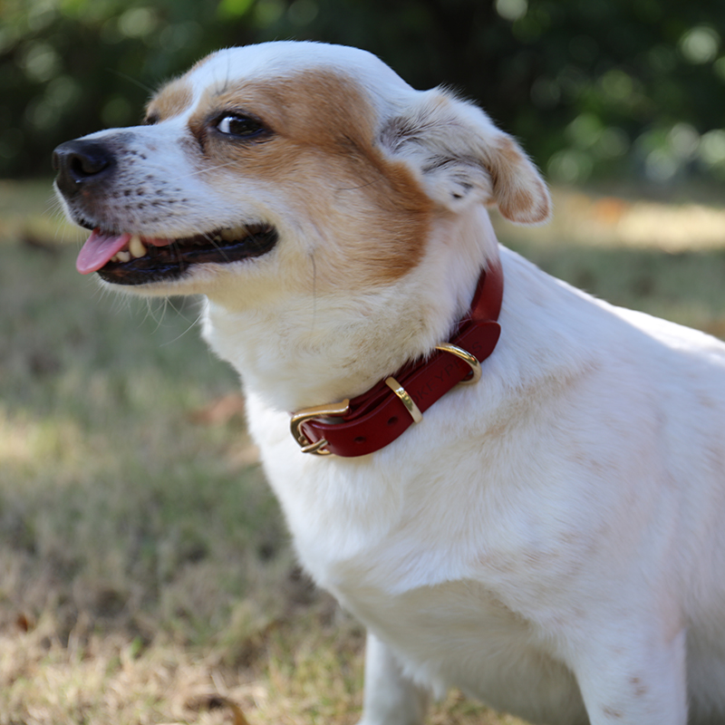 Collier pour chien OKEYPETS en cuir végan de qualité supérieure, durable et réglable 7