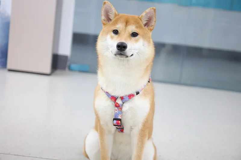 No-Pull Adjustable Dog Harness PET-0618H03, High-Quality Polyester, Small Dog Friendly 2