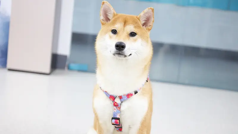 Harnais personnalisé OKEYPETS en sangle polyester avec motif par sublimation - Harnais confortable et ajustable pour chien 1