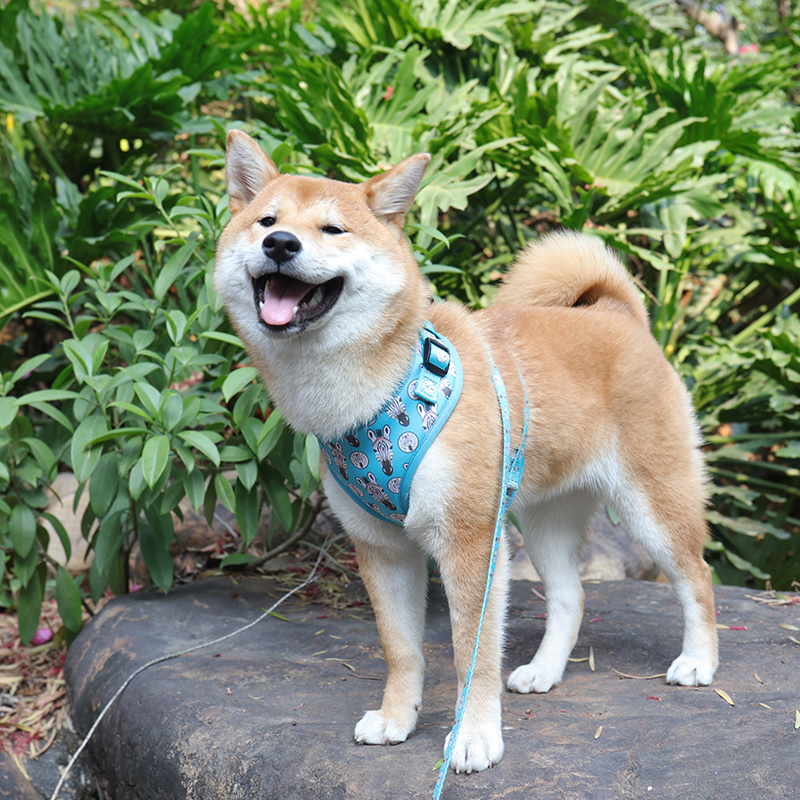 OKEYPETS Harnais et laisse anti-traction confortables pour la sécurité et l'entretien de votre animal de compagnie en extérieur 11