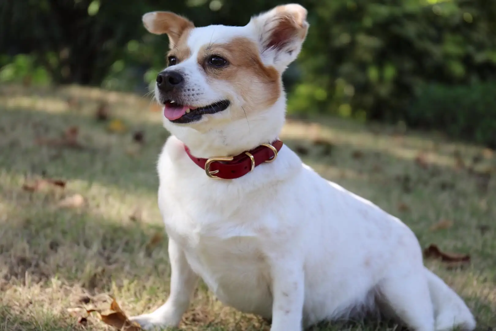 Soft Leather Puppy Collar - Eco Friendly & Durable 2