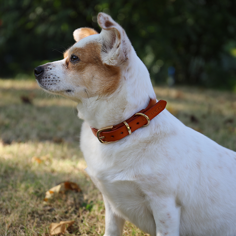 OKEYPETS - Colliers pour chiens en cuir de gros OKEYPETS, personnalisés, doux, confortables et écologiques, en cuir véritable. Colliers pour chiens en gros. 8