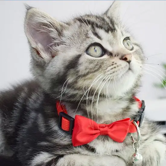 OKEYPETS - OKEYPETS Professionelt brugerdefineret farverigt holdbart sikkerhedsudløserhalsbånd med privat mærke til katte 1