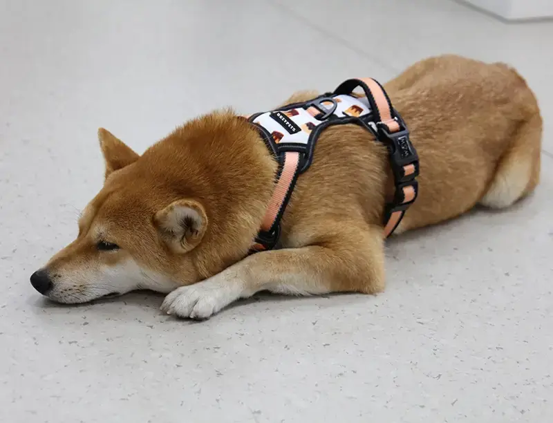 An úim madra is fearr a mhaireann do mhadraí beaga monarcha | OKEYPETS 4