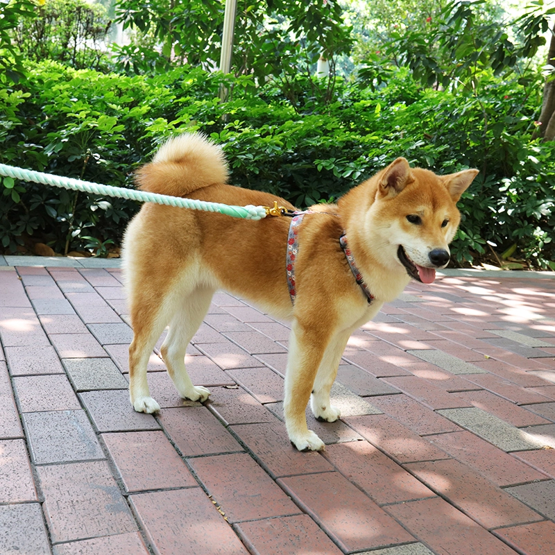 OKEYPETS Vente en gros de laisses pour animaux de compagnie en corde de coton doux vert clair de 8 mm et 12 mm, corde d'escalade pour chiens 15