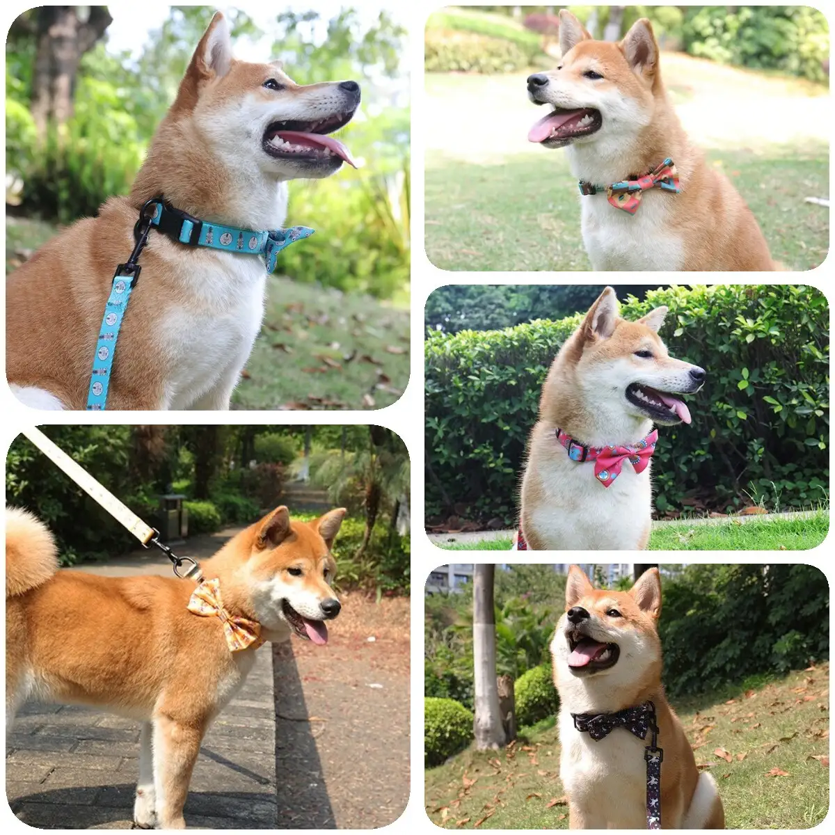 Fikk høre at Malinois-en min er blandet rase : r/BelgianMalinois, image size:1200x1200