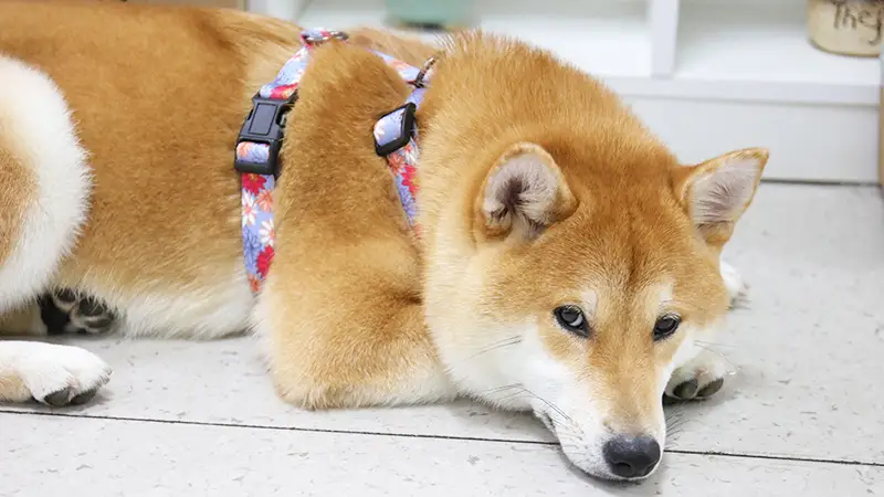 Harnais pour chien OKEYPETS en polyester confortable avec motifs mignons imprimés 1