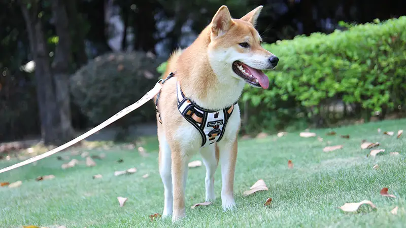 Harnais pour chien OKEYPETS, taille moyenne à grande, réglable, anti-traction, en tissu Oxford résistant, idéal pour l'extérieur. 1