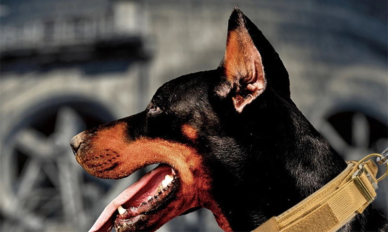 Collier tactique rembourré en néoprène OKEYPETS pour chien, avec boucle métallique robuste. Collier d'entraînement militaire durable pour grands animaux de compagnie. 8