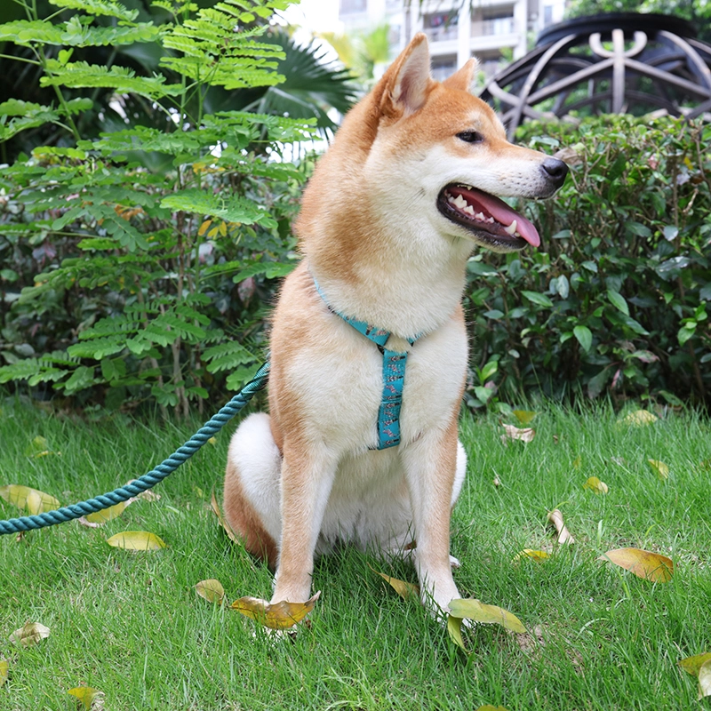 Laisse pour chien OKEYPETS personnalisée, robuste et durable, en coton vert résistant, idéale pour les promenades en extérieur. 10