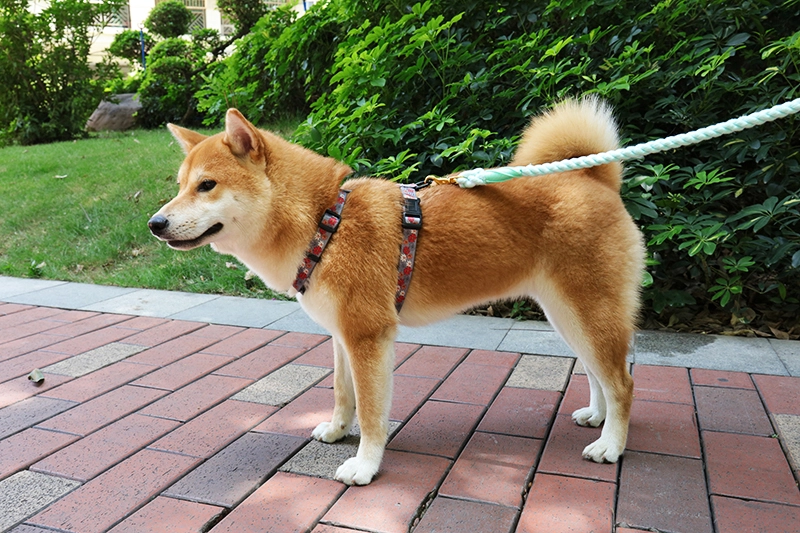 OKEYPETS Vente en gros 8 mm 12 mm Corde en coton doux vert clair Laisse pour animaux de compagnie Corde d'escalade Laisse pour chien1 15