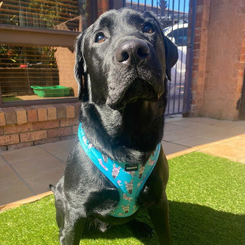 Set Tali Kolar Anjing OKEYPETS, Set Kolar Anjing dengan Tali Set Kolar dan Tali Anjing Padanan Boleh Laras 7