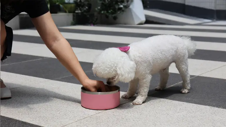 Gamelle pour chien de haute qualité, multicolore, en acier inoxydable, disponible en gros. 1