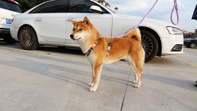 Laisse pour chien OKEYPETS en coton multicolore résistant tressé à la main, avec nœud. 15