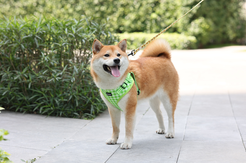 OKEYPETS Nieuw Designer One Step In Hondentuigje Set, Op Maat Bedrukt Logo, Groothandel, One Step In Klein, Luxe, Schattig Hondentuigje 12