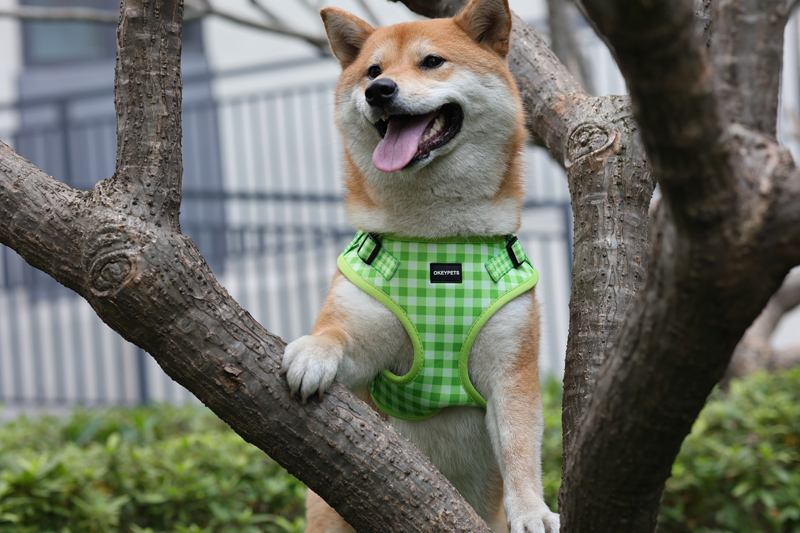 OKEYPETS Nieuw Designer One Step In Hondentuigje Set, Op Maat Bedrukt Logo, Groothandel, One Step In Klein, Luxe, Schattig Hondentuigje 14