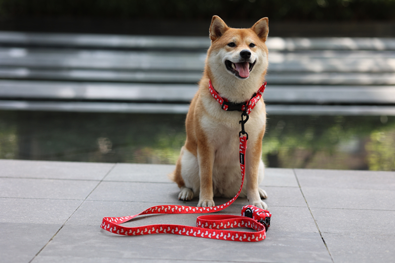 OKEYPETS Nouveau design Harnais pour chien One Step In Impression néoprène personnalisée Harnais de luxe mignon pour petit chien One Step In 14