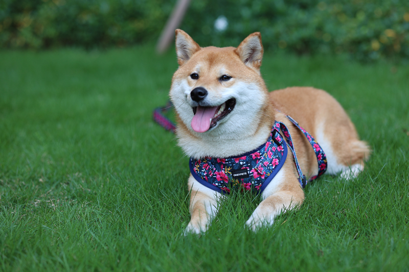 OKEYPWTS Nouveau design Harnais pour chien One Step In personnalisé en néoprène polyester avec logo imprimé Ensemble de harnais mignon One Step In 12