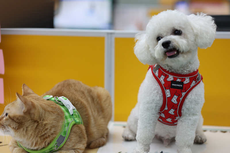OKEYPWTS Nouveau design Harnais pour chien One Step In personnalisé en néoprène polyester avec logo imprimé Ensemble de harnais mignon One Step In 14