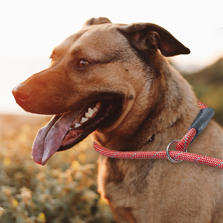 OKEYPETS Laisse ronde en nylon anti-explosion, de luxe et réfléchissante, pour chien 5