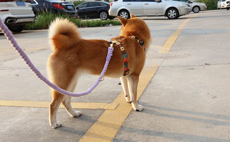 Laisse pour chien OKEYPETS en coton robuste et durable, fabriquée à la main, pour chien moyen ou grand. Convient aux chiens de taille moyenne ou grande. 9