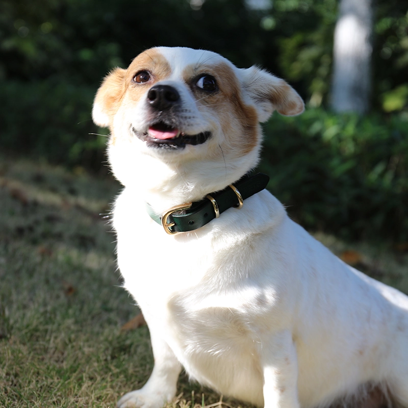 Collier pour chien en cuir imprimé OKEYPETS, couleur unie, véritable collier de créateur en cuir durable et ajustable. 20