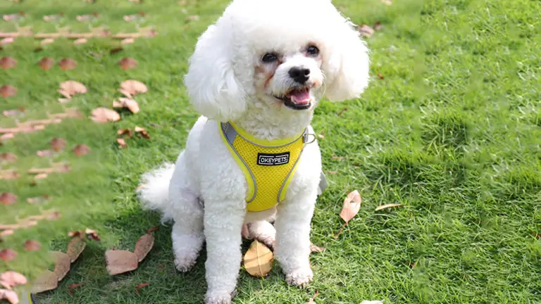 OKEYPETS - Harnais pour chien réfléchissant, antidérapant, ajustable et respirant, en maille aérée et sublimée, design tendance et sécuritaire. 1